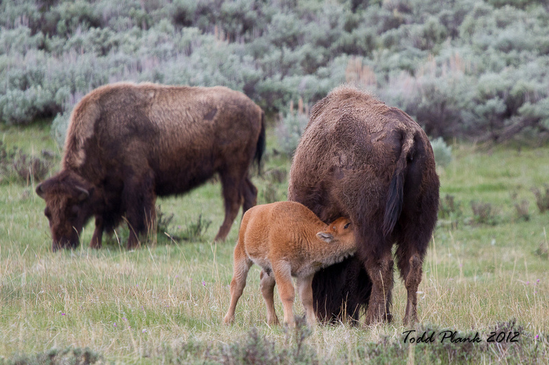 YStone May 23 - Grizzlies, Moose, Badgers Oh My! | The HuntingPA.com ...